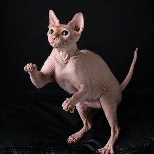 Meet your Posher, Shannon